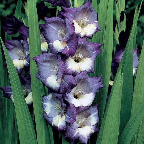 Shop Midnight Moonlight Gladiolus at Breck's