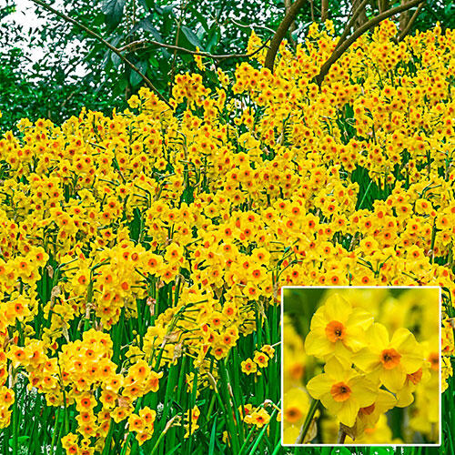 Fragrant Daffodil Brecks Premium Bulbs