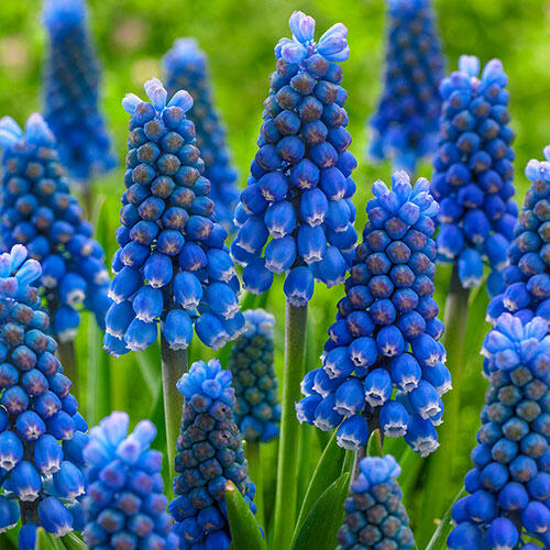 Blue Magic Grape Hyacinth Breck's