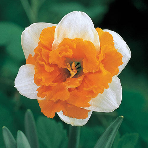 Buy Orangerie Daffodil Online Breck's