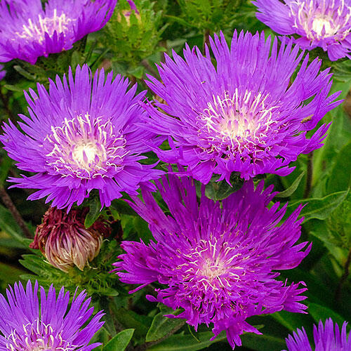 Honeysong Purple Stokes' Aster Brecks Premium Bulbs