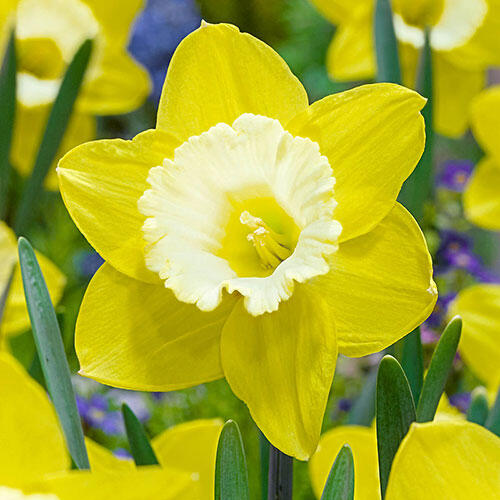 Green Garden Daffodil Breck's