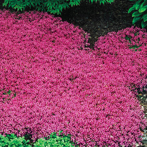Red Creeping Thyme Brecks Premium Bulbs