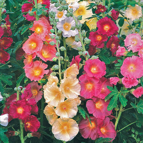 FigLeaved Single Hollyhock Mixture Brecks Premium Bulbs