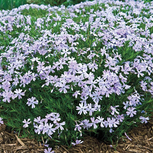 Buy Emerald Blue Carpet Phlox Breck's