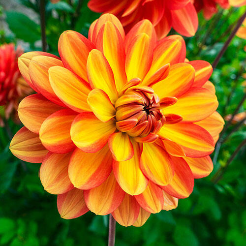 Buy Graceland Dahlia Summer Bulbs Breck's