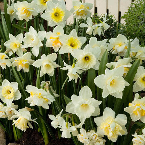 White Daffodil Mixture Breck's