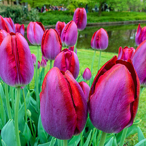Pittsburg Tulip Buy Online Breck's