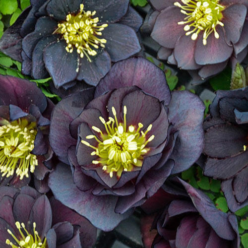 Dark And Handsome Hellebore Brecks Premium Bulbs