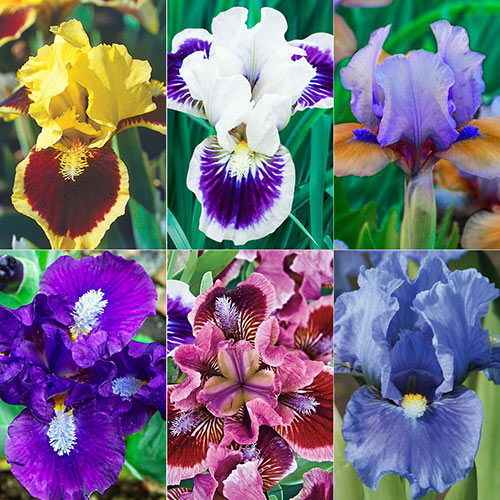 Dwarf Bearded Iris Collection Brecks Premium Bulbs