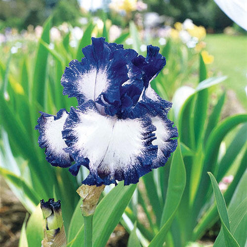 American Classic Bearded Plicata Irises Breck's