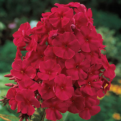Shop Red Phlox Breck's