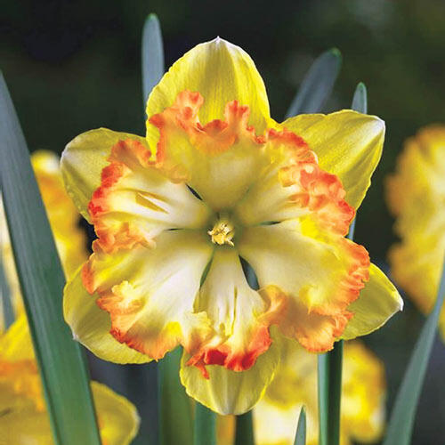 Blazing Star Daffodil Buy Now Breck's