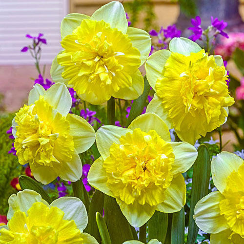Buy Full House Daffodil Breck's