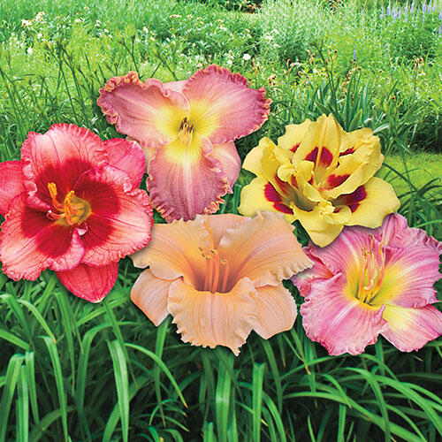 Dwarf Reblooming Daylily Mixture Brecks Premium Bulbs