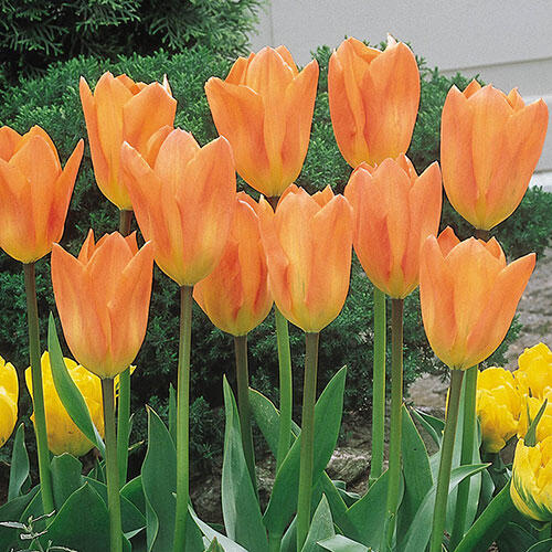 Orange Emperor Tulips Orange Fosteriana Tulips