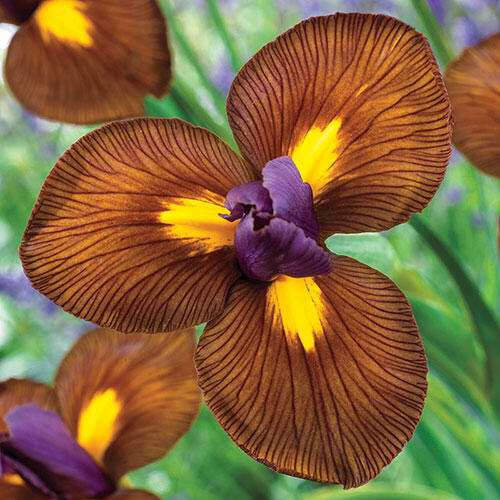 Eye of the Tiger Dutch Iris Breck's