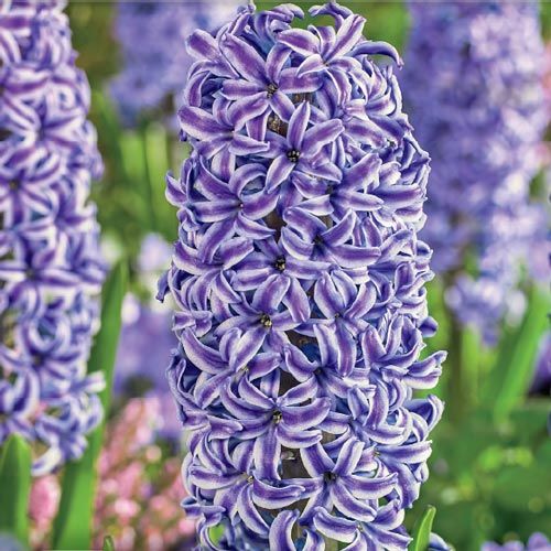 Blue Pearl Hyacinth | Brecks.com