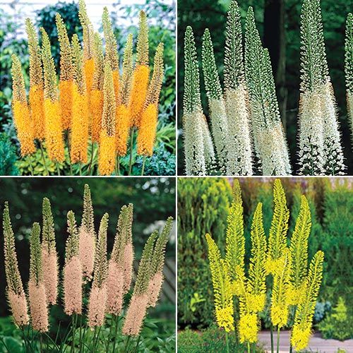 Foxtail Lily Collection
