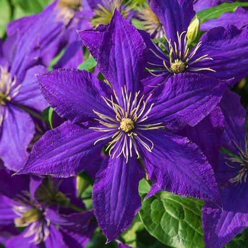 Rhapsody Clematis Vine