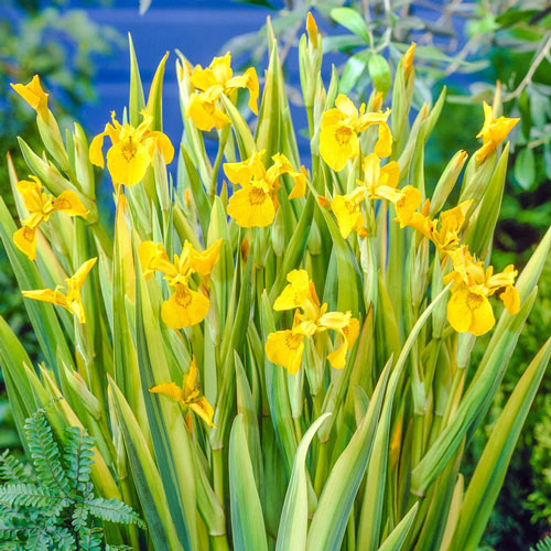 Variegated Yellow Flag Iris Brecks Premium Bulbs