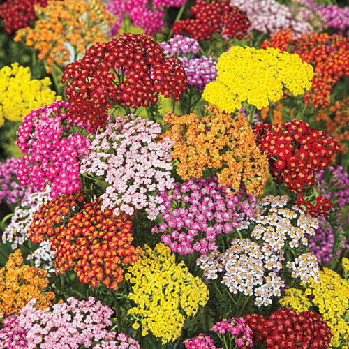 Rainbow Yarrow Yellow, White, Pink and Yellow Yarrow Breck's
