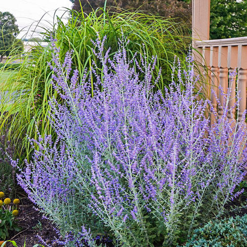 Buy Blue Jean Baby Russian Sage Sun Perennials Breck�s