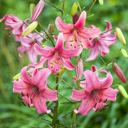 Pink Flight Tiger Lily | Brecks Premium Bulbs