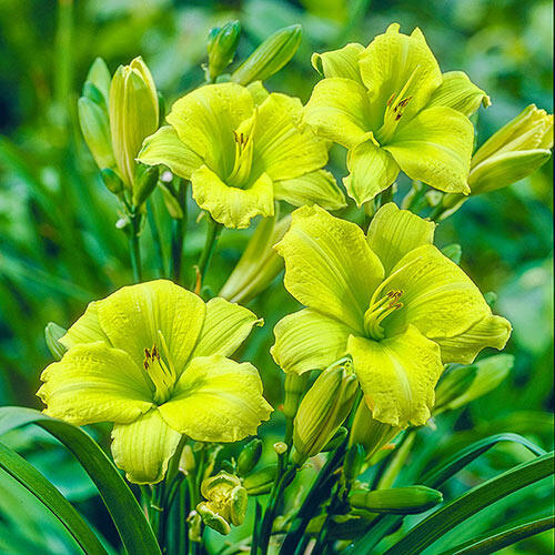 Green Flutter Reblooming Daylily Brecks Premium Bulbs