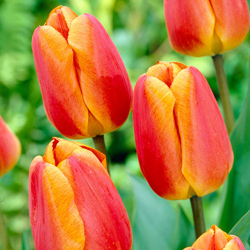 Shop Oxford Elite Perennial Tulip Spring Bulbs Breck's