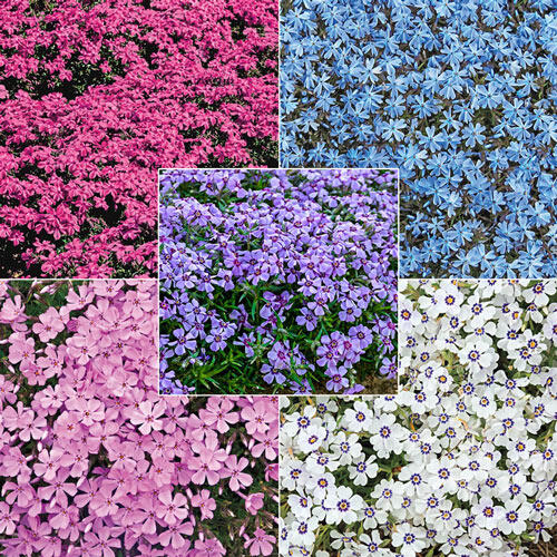 Breck's® Carpet Phlox Collection Breck's