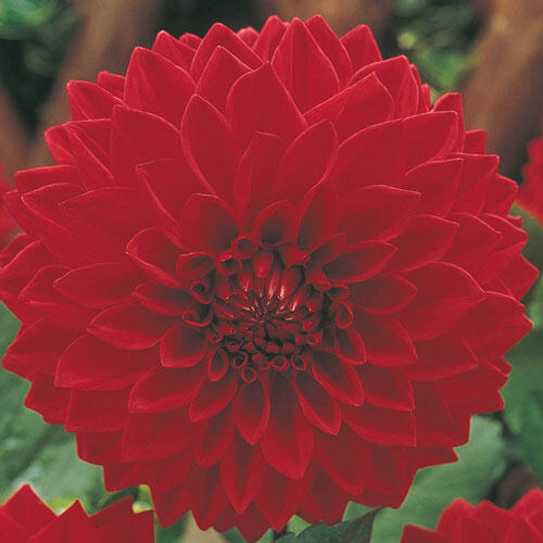 Shop Garden Wonder Dahlia at Breck's