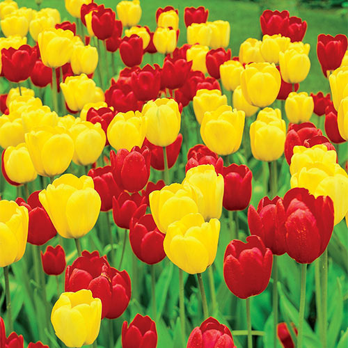 Buy LongStemmed Perennial Tulip Duet Super Sak Breck's