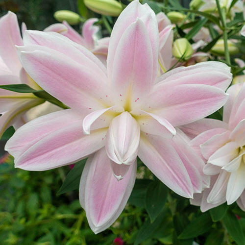Lotus breeze greenfield