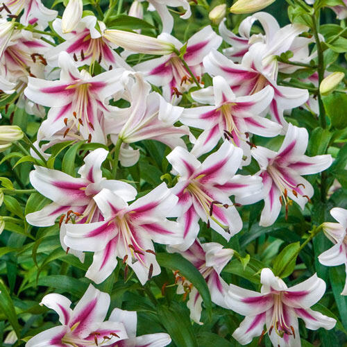 Altari Lily Tree Shop Online Breck's