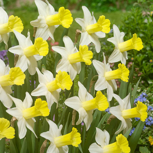 Peeping Jenny Daffodil Brecks Premium Bulbs