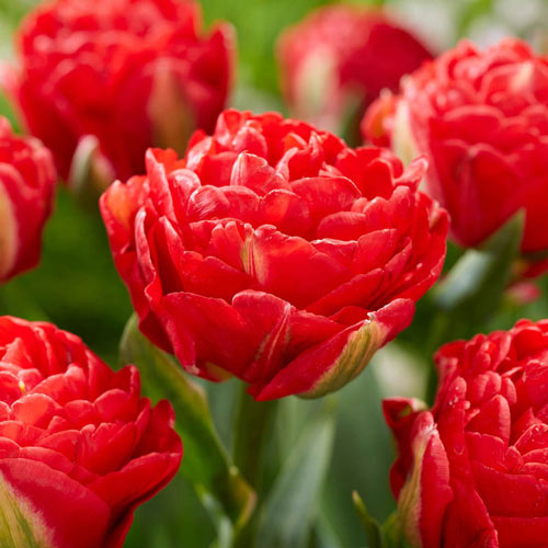 Buy Pamplona Tulip Online Double Tulip for Sale Breck's