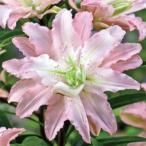 Shop Soft Music Double Oriental Lily at Breck's