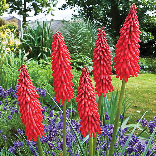 Shop Red Hot Poker Breck's