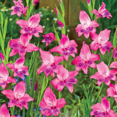 Shop Volcano Hardy Gladiolus at Breck's
