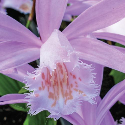 Shop Hardy Ground Orchid at Breck's