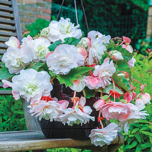 Shop Begonia Angelique Hanging Basket Begonia at Breck's