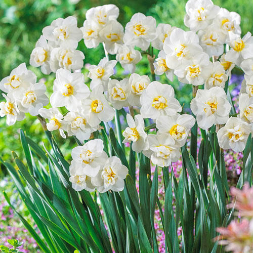Fragrant Gardenia Daffodil (Cheerfulness) Brecks Premium Bulbs