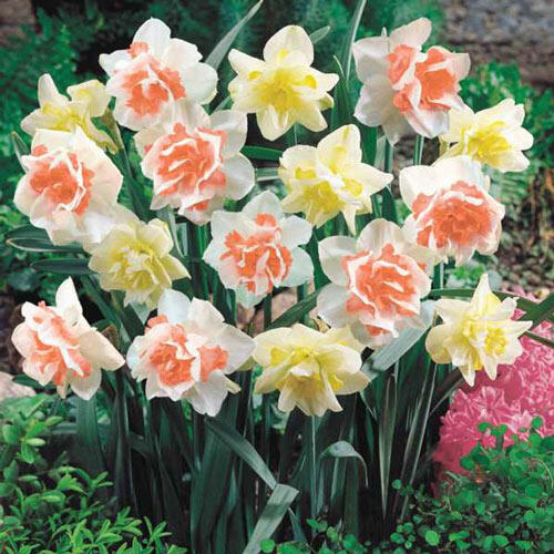 Double Daffodil Duo Brecks Premium Bulbs