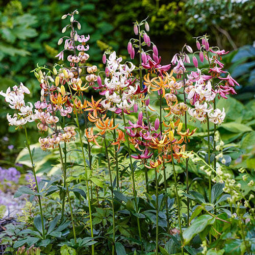 Martagon Lily Mixture Brecks Premium Bulbs