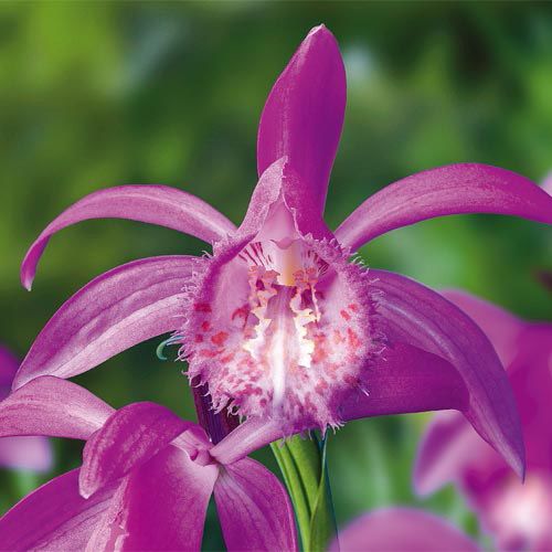 Purple Ground Orchid
