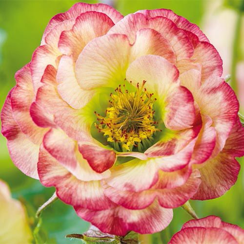 Ancient Greek Roses Are Black Roses A Reality? Actual Meaning