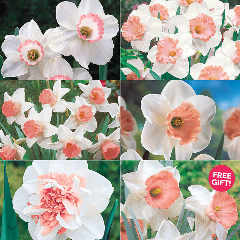 Pink Daffodil Collection Mixed Pink Daffodils Breck's