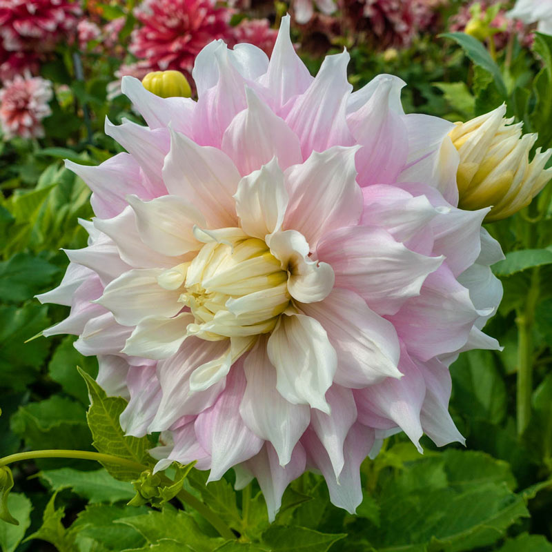 Gitt's Perfection Dahlia Brecks Premium Bulbs