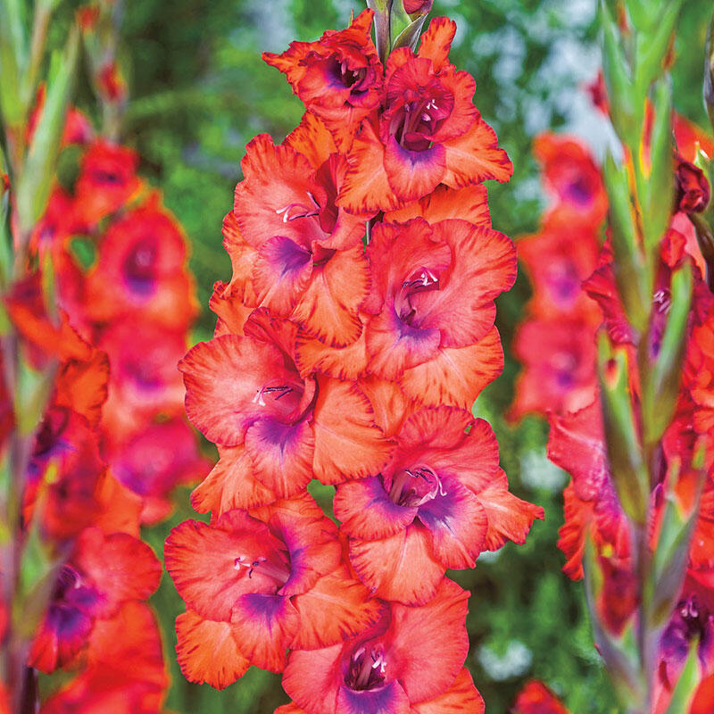Tricolore Gladiolus Breck's